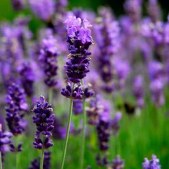 Lavendel 'Hidcote', 6-pack