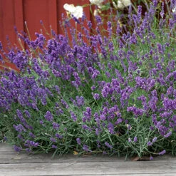 Lavendel 'Hidcote' -Hot Sale Wexthuset Store lavendel hidcote blue i rabatt