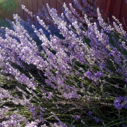 Lavendel 'Munstead' -Hot Sale Wexthuset Store lavendel munstead 1