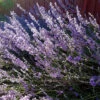 Lavendel 'Munstead', 6-pack -Hot Sale Wexthuset Store lavendel munstead