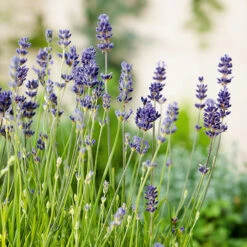 Lavendel 'Munstead' -Hot Sale Wexthuset Store lavendula augustifolia munstead lavendel