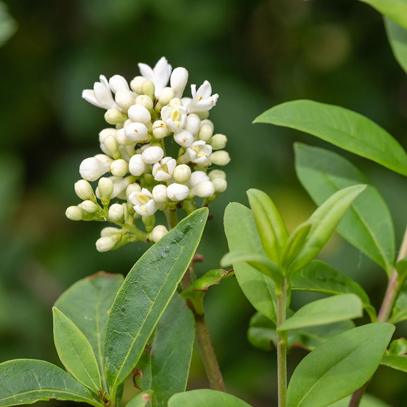 Liguster 10-pack 4 Liguster 10-pack - Image 2