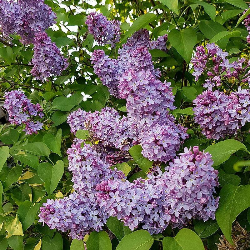 Syren Lila 30-50 Cm, 10-pack 3 Syren Lila 30-50 Cm, 10-pack