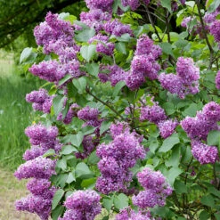 Syren Lila 30-50 Cm, 10-pack 9 Syren Lila 30-50 Cm, 10-pack -Hot Sale Wexthuset Store lila bondsyren syringa vulgaris 2