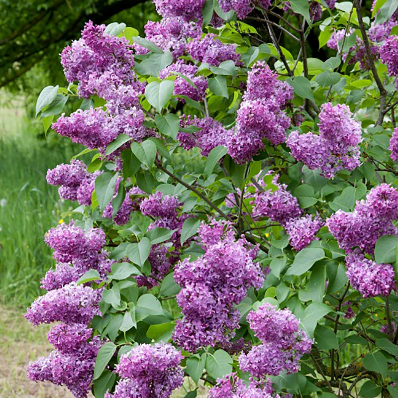 Syren Lila 30-50 Cm, 10-pack 4 Syren Lila 30-50 Cm, 10-pack - Image 2