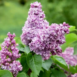 Syren Lila 50-80 Cm, 100-pack -Hot Sale Wexthuset Store lila syrenblomma 2