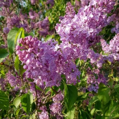 Syren 10-pack -Hot Sale Wexthuset Store lila syrenblomning 4