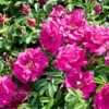 Rugosa-ros 'Hansa' 30-50 Cm, 10-pack -Hot Sale Wexthuset Store lila vresros rosa rugosa hansa