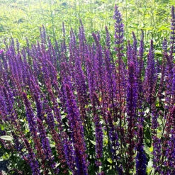 Stäppsalvia 'Caradonna' -Hot Sale Wexthuset Store lilabla stappsalvia caradonna
