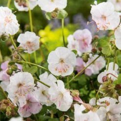 Liten Flocknäva 'St Ola', 6-pack