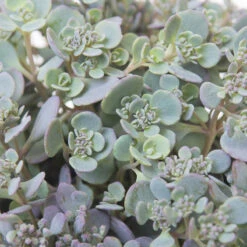 Liten Kärleksört 'Lidakenze', 6-pack -Hot Sale Wexthuset Store liten karleksort lidakenze