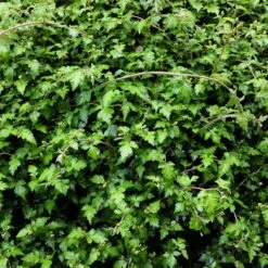 Liten Stefanandra, 20-40 Cm 100-pack -Hot Sale Wexthuset Store liten stefanandra 2 1