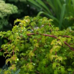 Liten Stefanandra, 20-40 Cm 10-pack -Hot Sale Wexthuset Store liten stefanandra 3