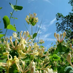 Kaprifol -Hot Sale Wexthuset Store ljus kaprifol lonicera caprifolium