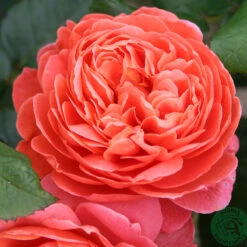 Ros 'Summer Song' 5 Ros 'Summer Song' -Hot Sale Wexthuset Store ljusrod ros sommer song