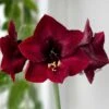 Amaryllis 'Amsterdam' -Hot Sale Wexthuset Store lok till amaryllis amsterdam