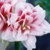 Amaryllis 'Elvas' -Hot Sale Wexthuset Store lok till amaryllis elvas