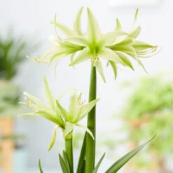 Amaryllis 'Evergreen'