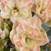 Amaryllis 'Exotic Nymph' -Hot Sale Wexthuset Store lok till amaryllis exotic nymph