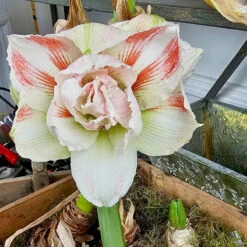 Amaryllis 'Nymph' -Hot Sale Wexthuset Store lok till amaryllis nymph LL