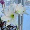 Amaryllis 'Picotee' -Hot Sale Wexthuset Store lok till amaryllis picotee LL