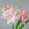 Amaryllis 'Striped Amadeus' -Hot Sale Wexthuset Store lok till amaryllis striped amadeus EB