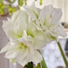Amaryllis 'White Nymph' -Hot Sale Wexthuset Store lok till amaryllis white nymph LL