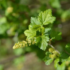 Måbär, Goliat, 50-70 Cm, 50-pack -Hot Sale Wexthuset Store mabar goliat 1