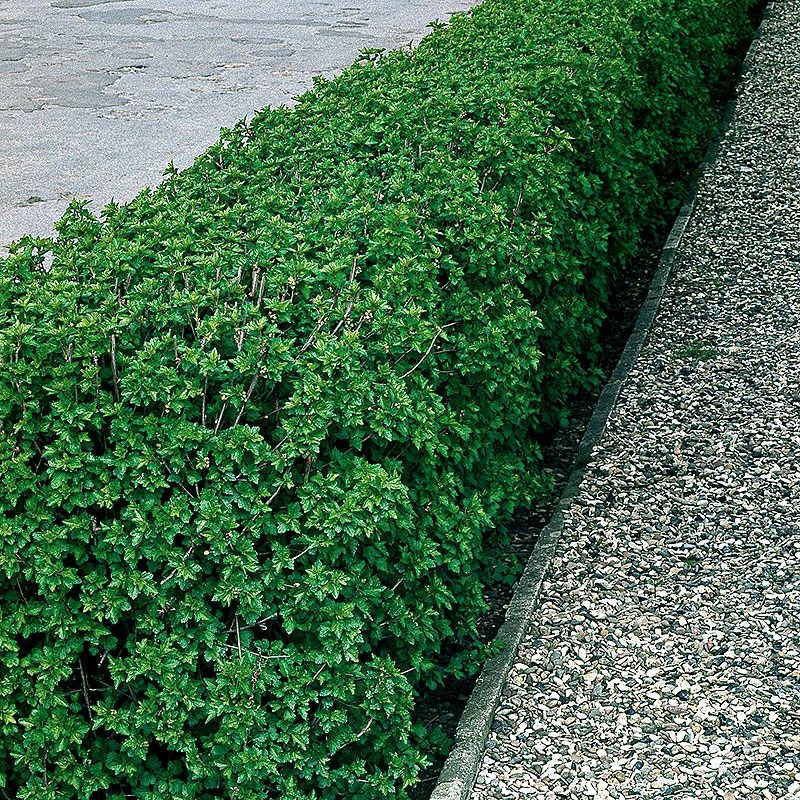 Måbär 1L, 10-pack 3 Måbär 1L, 10-pack