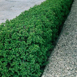 Måbär 40-60 Cm, 100-pack