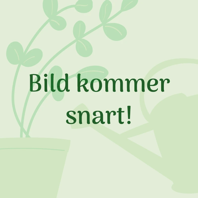 Drivhus Vitopod, Small Med Undervärme 3 Drivhus Vitopod, Small Med Undervärme