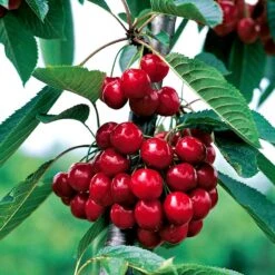 Körsbär 'Sweetheart', Svagväxande GiSelA