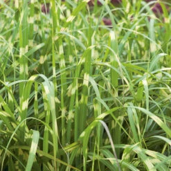 Glansmiskantus 'Little Zebra', 2L 5 Glansmiskantus 'Little Zebra', 2L -Hot Sale Wexthuset Store miscanthus little zebra prydnadsgras