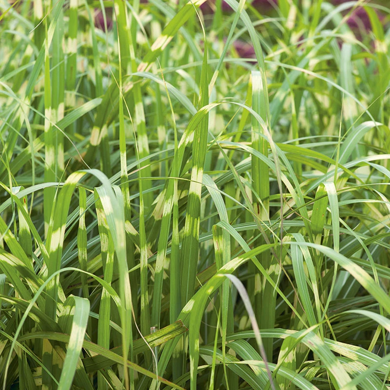 Glansmiskantus 'Little Zebra', 2L 4 Glansmiskantus 'Little Zebra', 2L - Image 2