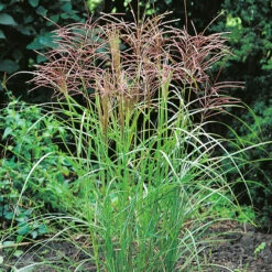 Glansmiskantus 'Ferner Osten' -Hot Sale Wexthuset Store miscanthus sinensis ferner osten glansmiskantusjapanskt gras