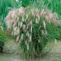 Glansmiskantus 'Kleine Fontäne'