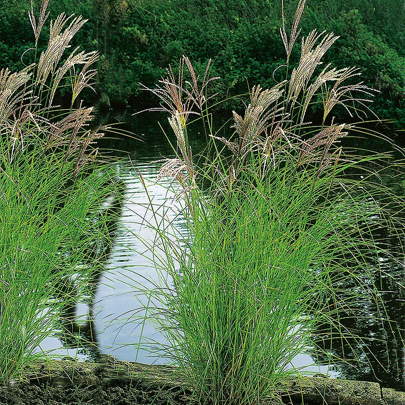 Glansmiskantus 'Kleine Silberspinne' 3 Glansmiskantus 'Kleine Silberspinne'