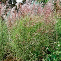 Glansmiskantus 'Morning Light'