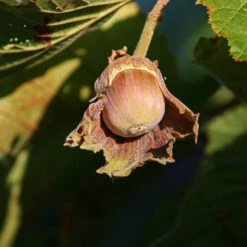 Hassel 'Cosford' -Hot Sale Wexthuset Store mognad hasselnot cosford