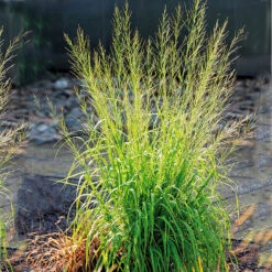 Jättetåtel 'Transparent'