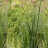 Jättetåtel 'Karl Foerster' -Hot Sale Wexthuset Store molinia caerulea arund karl foerster jattetatel