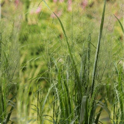 Jättetåtel 'Karl Foerster'