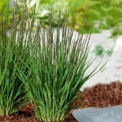 Blåtåtel 'Moorhexe'