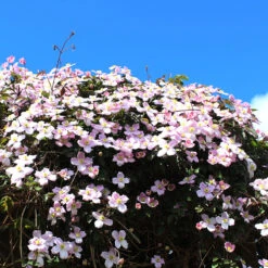 Bergklematis Clematis Montana Var. Rubens -Hot Sale Wexthuset Store montana rubens rosa bergsklematis