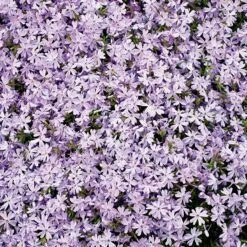 Mossflox 'Emerald Cushion Blue', 6-pack -Hot Sale Wexthuset Store mossflox emerald cushion blue 2