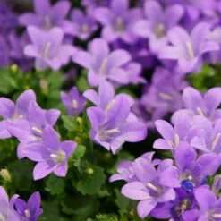 Murklocka, 6-pack -Hot Sale Wexthuset Store murklocka 2