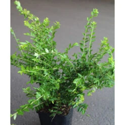 Myrtentry 'Maigrün' 10-pack 7 Myrtentry 'Maigrün' 10-pack -Hot Sale Wexthuset Store myrtentry maigrun co 1