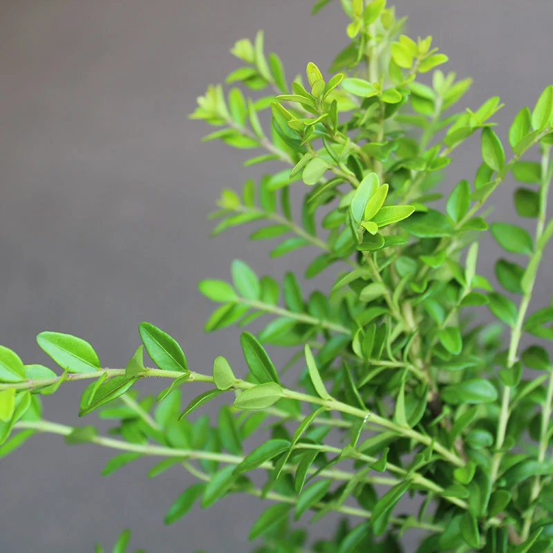 Myrtentry 'Maigrün' 10-pack 4 Myrtentry 'Maigrün' 10-pack - Image 2