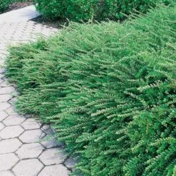 Myrtentry 'Maigrün' 10-pack