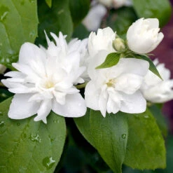 Kameliaschersmin 'Virginal' -Hot Sale Wexthuset Store narbild av blomma kamelschersmin philadelphus virginalis